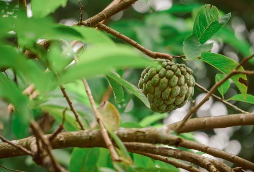 Annona squamosa tree with edible fruit